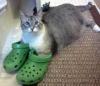crocs cat.jpg